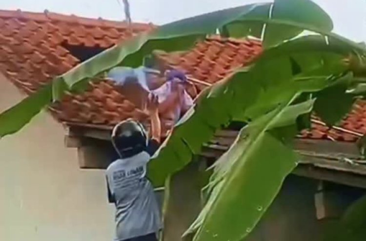 Viral Pria Ini Niat Bersihkan Toren Berakhir Meninggal Dunia Karena Disengat Tawon